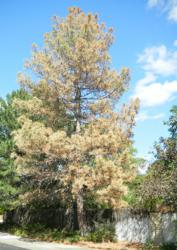 Pine wilt disease in Colorado